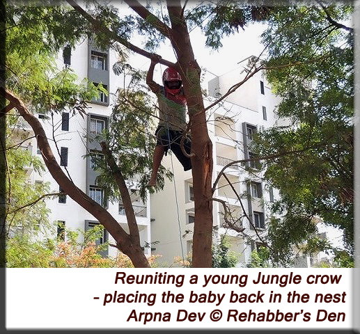 Reuniting a young Jungle crow